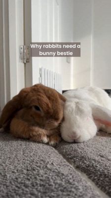 do bunnies prefer being petted gently or roughly